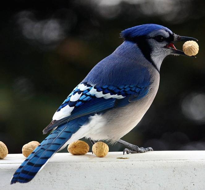 2048px-Blue_Jay_with_peanut,_December_2010 - Copy - Copy